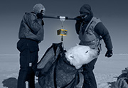 Polar bear being weighed
